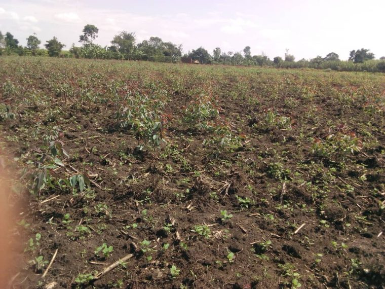 Zwei JZ Tree planting